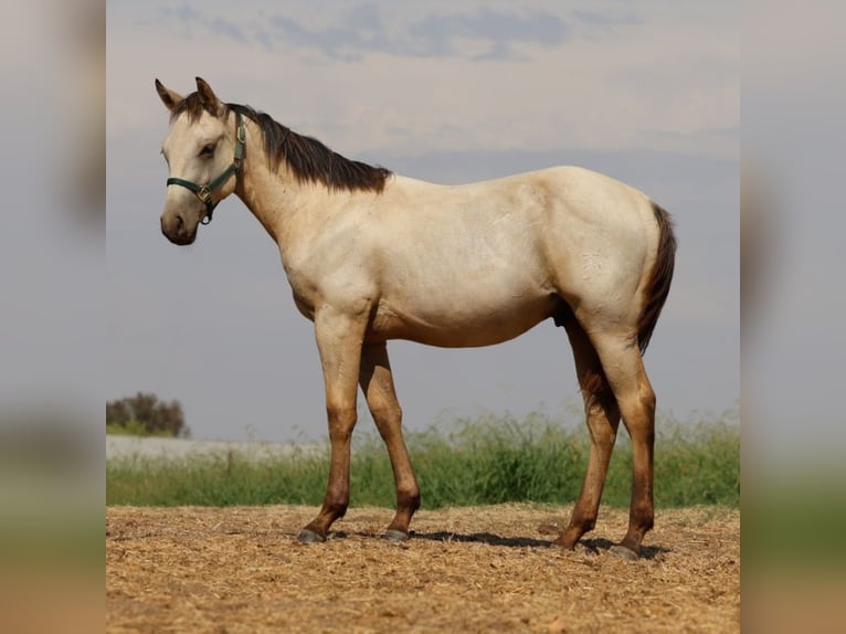 Lazy K Ranch's 14th Annual Fall Color Production Sale