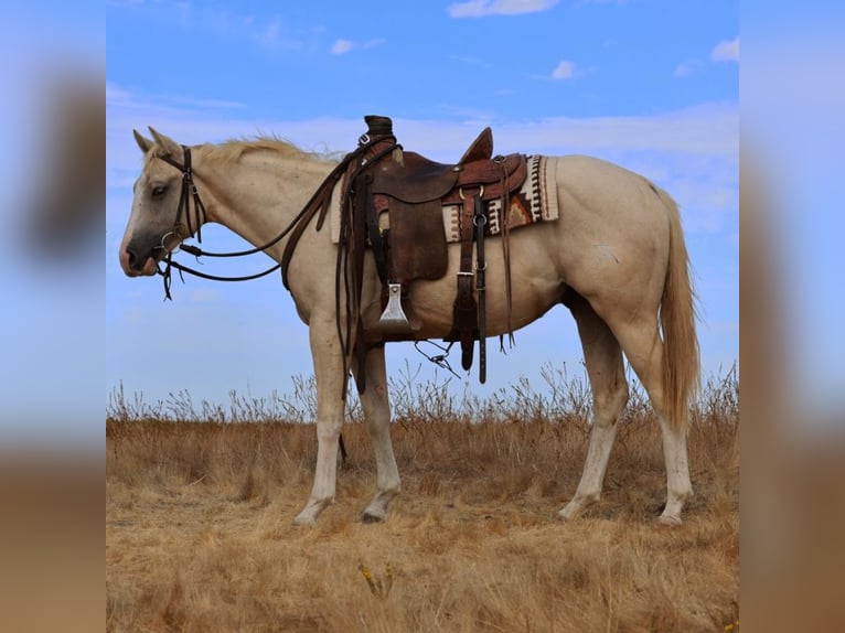 Lazy K Ranch's 14th Annual Fall Color Production Sale