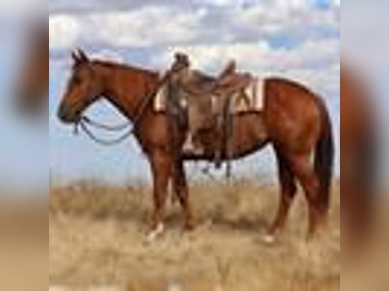 Lazy K Ranch's 14th Annual Fall Color Production Sale