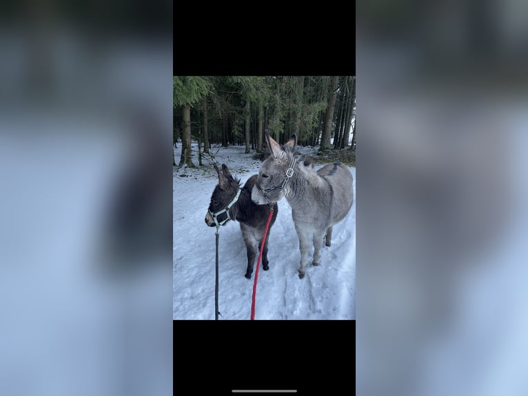 Miniature horse / American miniature horse