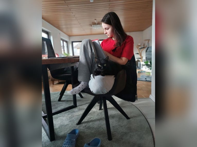 Ofrezco cuidado de gatos en un hogar de protección animal.