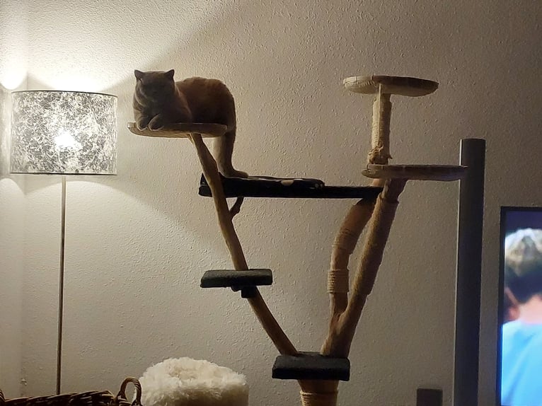 Ofrezco cuidado de gatos en un hogar de protección animal.