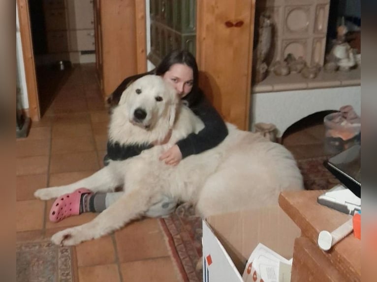 Ofrezco cuidado de gatos en un hogar de protección animal.