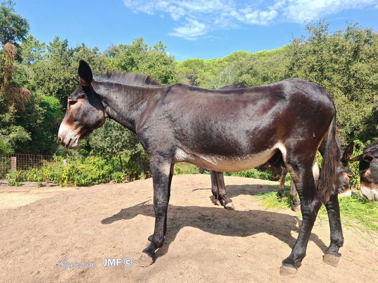 Se vende burrros catalanes por cese de actividad