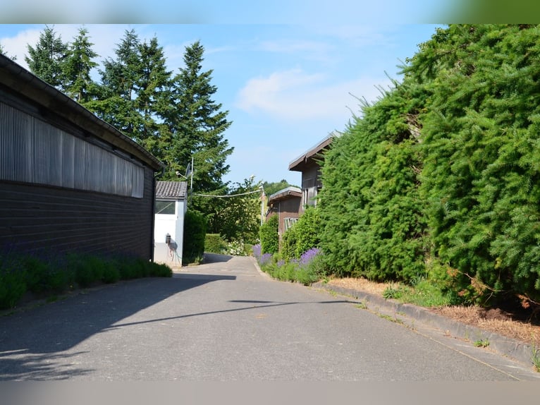 ☆ Bereiter*in in privaten Springstall gesucht ☆