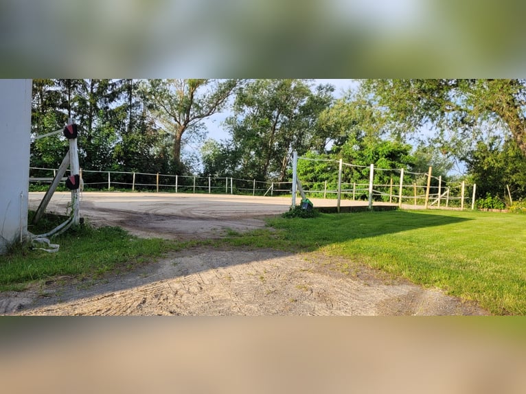 ☆ Bereiter*in in privaten Springstall gesucht ☆