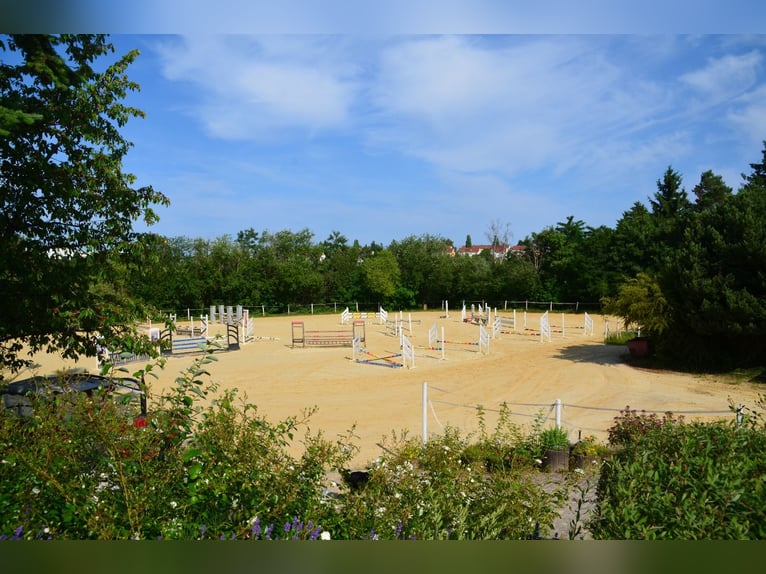 ☆ Bereiter*in in privaten Springstall gesucht ☆