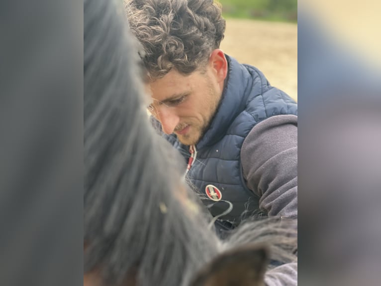 Beritt & reitunterricht 