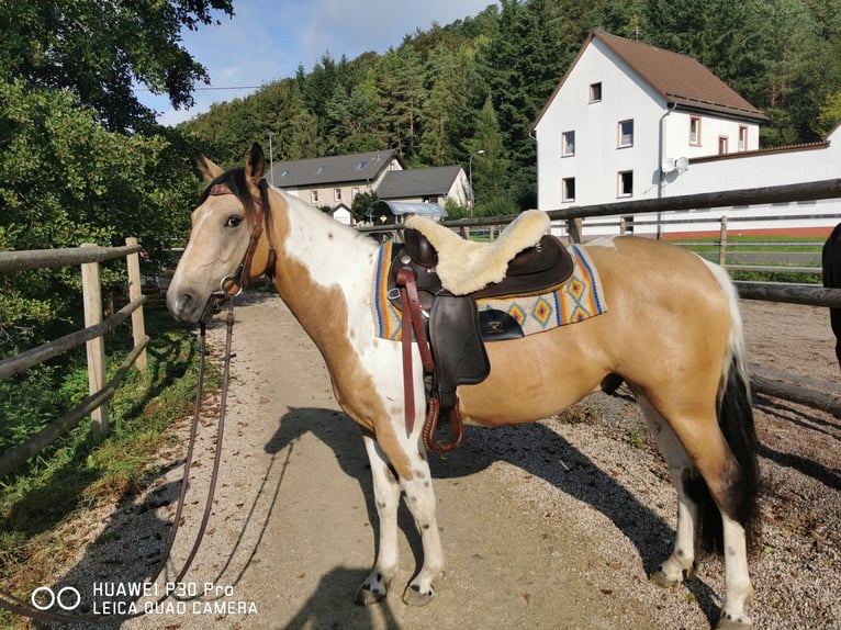 BERITTFÜHER INN FÜR SOFORT GESUCHT !!! BERITTFÜHER INN FÜR SOFORT GESUCHT !!!