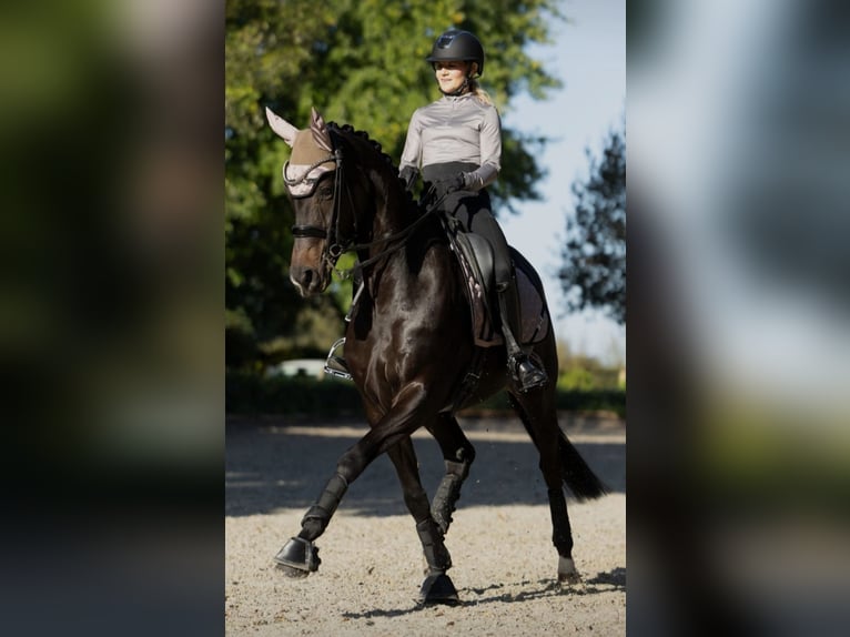 Berittplatz frei. Ausbildung Ihres Pferdes/Ponys vom Youngster bis Dressur Kl. S***