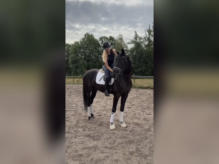 Buscamos jinetes para trabajar con caballos jóvenes.