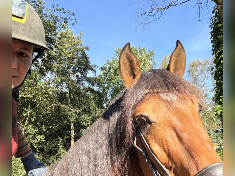 Prácticas y vacaciones con caballo, posibilidad de formación como entrenador de caballos.