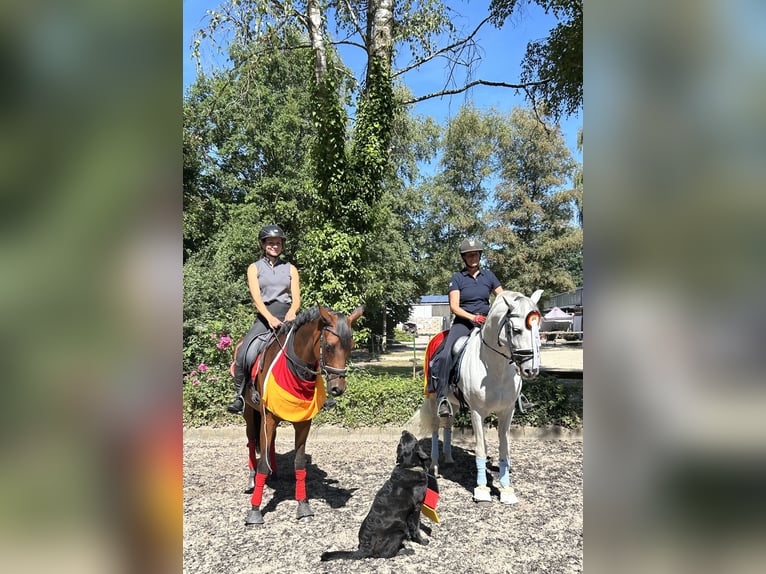 Prácticas y vacaciones con caballo, posibilidad de formación como entrenador de caballos.