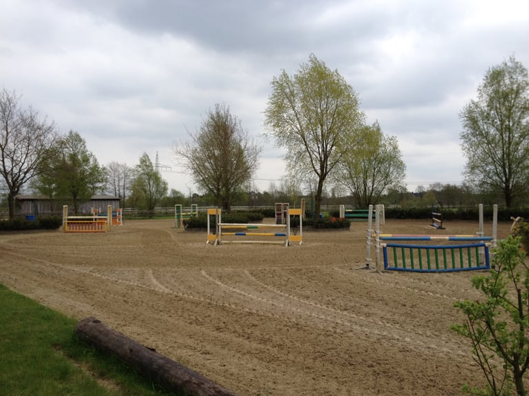Prácticas y vacaciones con caballo, posibilidad de formación como entrenador de caballos.
