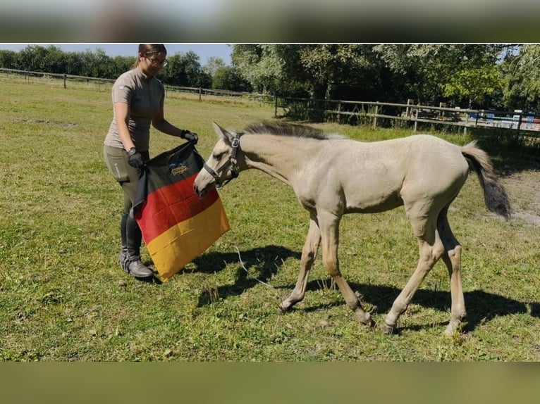 Prácticas y vacaciones con caballo, posibilidad de formación como entrenador de caballos.
