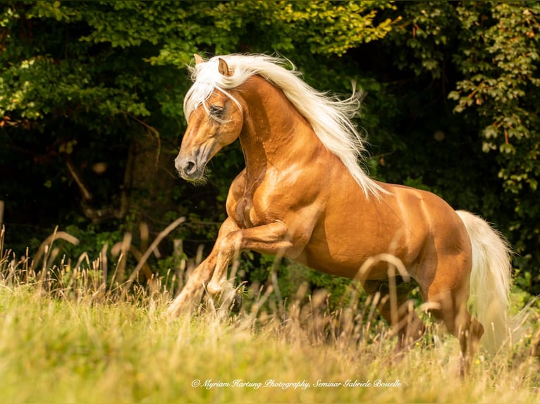 Se busca entrenador/a de caballos