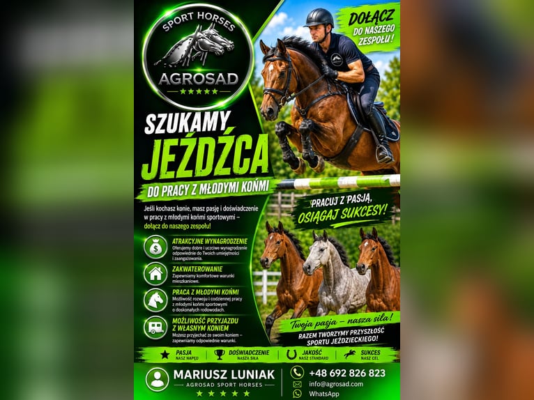 Buscamos jinetes para trabajar con caballos jóvenes.