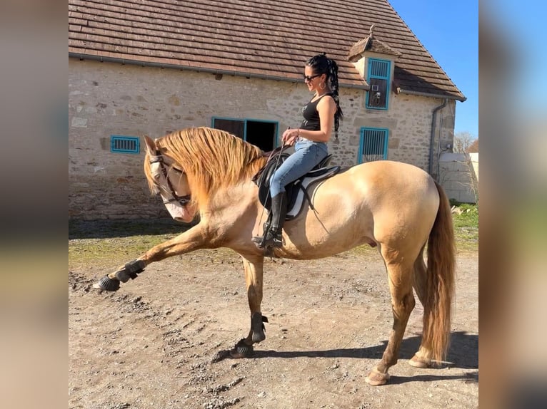 Buscando caballos de salto confirmados o montables 🐴