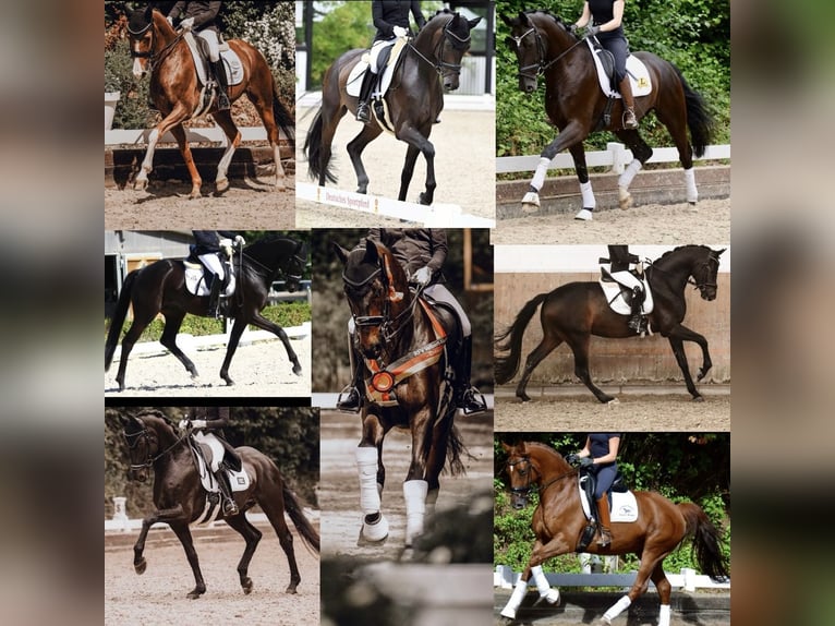 Puesto de formación para jinete de caballos con especialización en cuidado y servicio