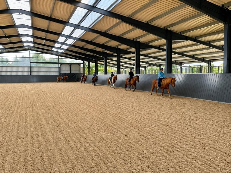 Instructor de equitación (h/m/o) para la finca de caballos islandeses (entrenador C, técnico en caba