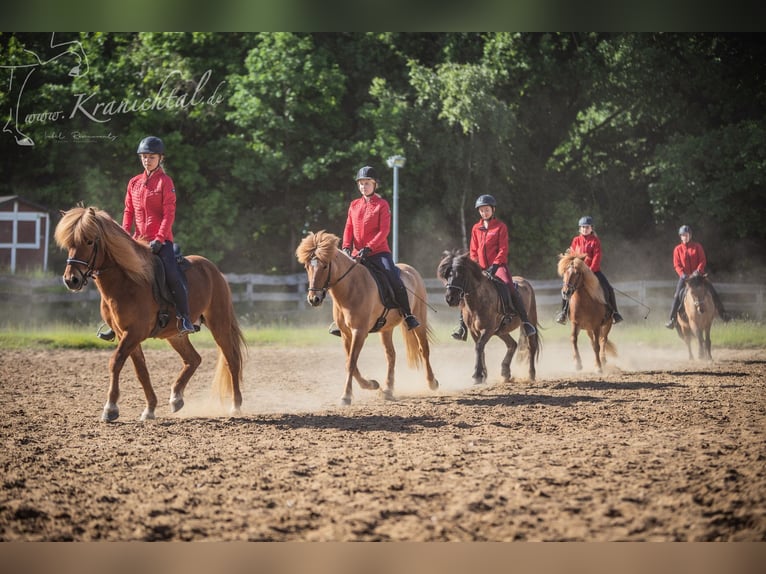 Instructor de equitación (h/m/o) para la finca de caballos islandeses (entrenador C, técnico en caba