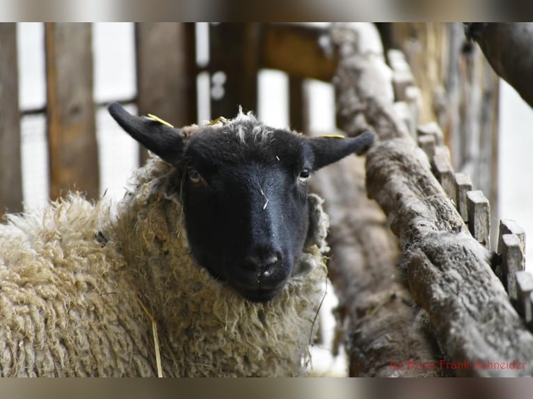 Se busca gerente de la cuadra en el Hotel Reiterhof Altmühlsee