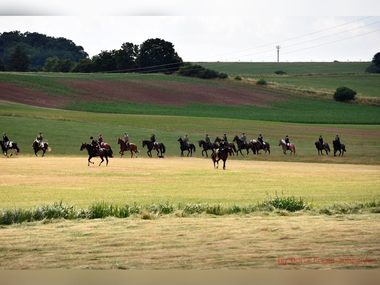 Se busca gerente de la cuadra en el Hotel Reiterhof Altmühlsee