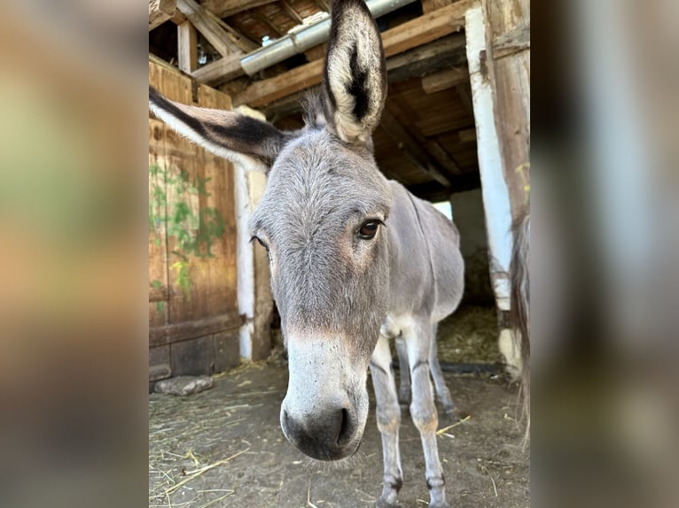 Se busca gerente de la cuadra en el Hotel Reiterhof Altmühlsee