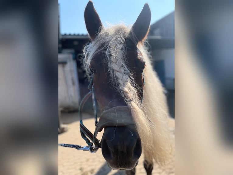 Se busca gerente de la cuadra en el Hotel Reiterhof Altmühlsee