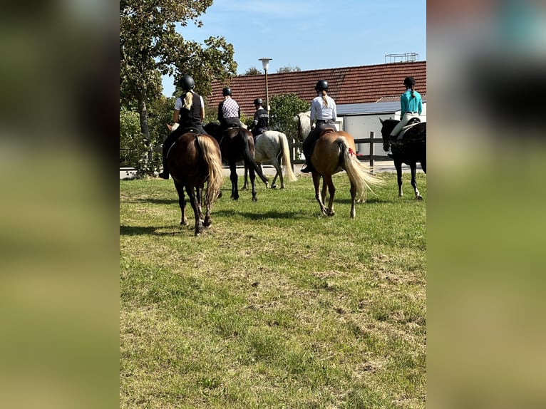 Se busca gerente de la cuadra en el Hotel Reiterhof Altmühlsee