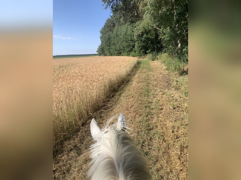 Se busca gerente de la cuadra en el Hotel Reiterhof Altmühlsee