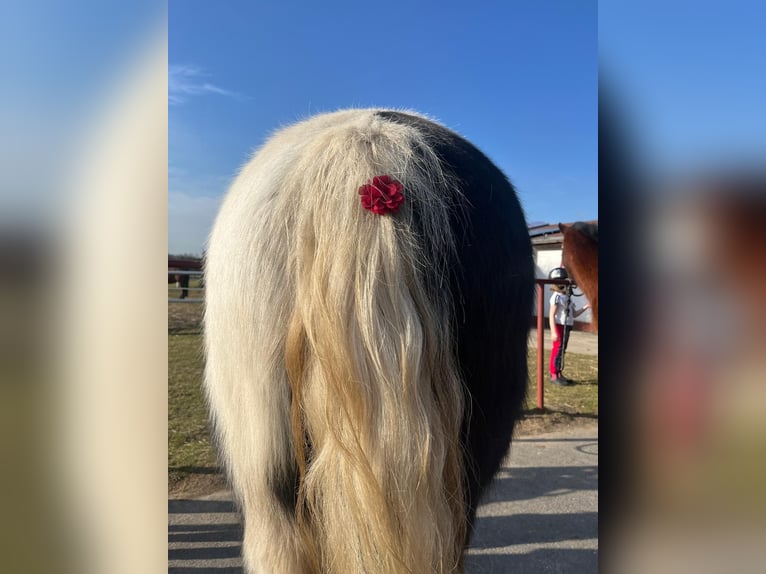 Se busca instructor/a de equitación (h/m/d) para niños y principiantes en Berlín