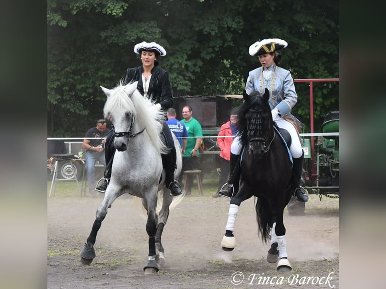 Bereiter (in) / Stallhelfer (in) nach Wiebelsheim gesucht