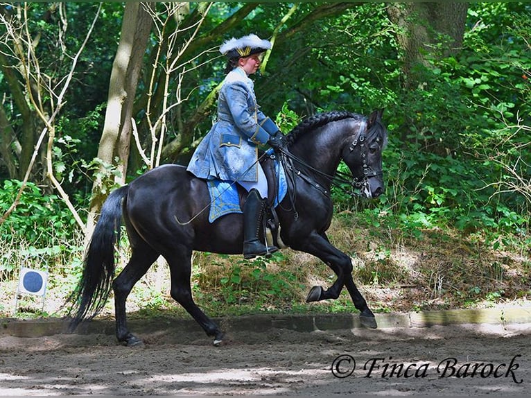 Bereiter (in) / Stallhelfer (in) nach Wiebelsheim gesucht