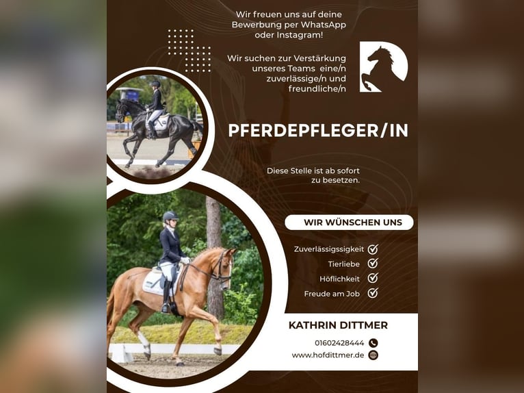 Buscamos un/a cuidador/a de caballos para nuestro negocio familiar.