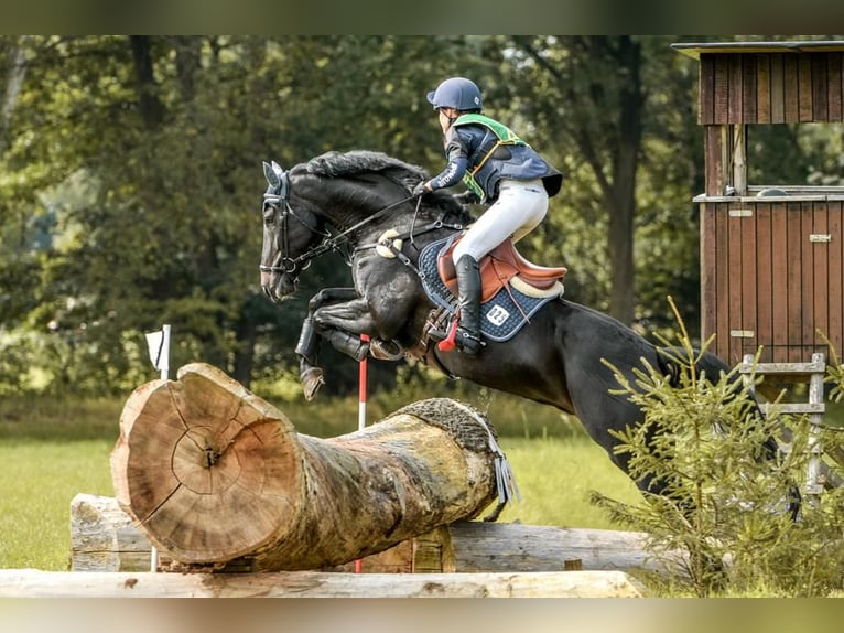 Cuidador de caballos / jinete de doma