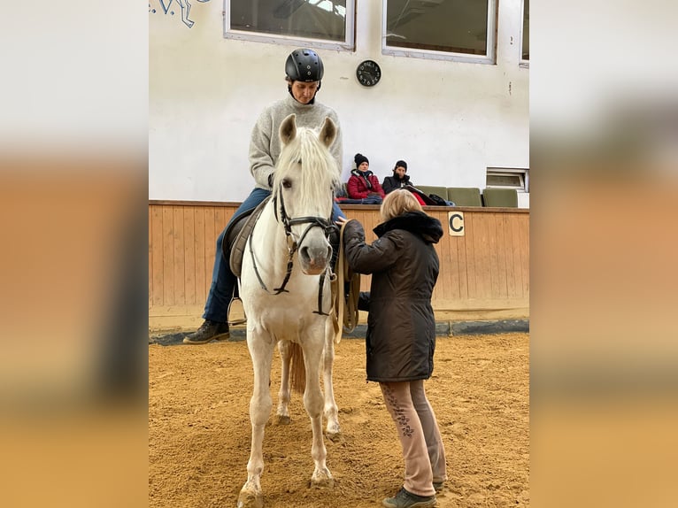 Pferdepfleger FN - Qualifikation mit Prüfung für Quereinsteiger 06. bis 20.11.2026