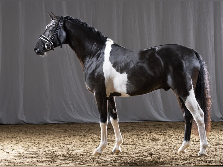 Pferdepfleger + Stallhelfer m/w für Hengststation, Gestüt, Dressurstall gesucht