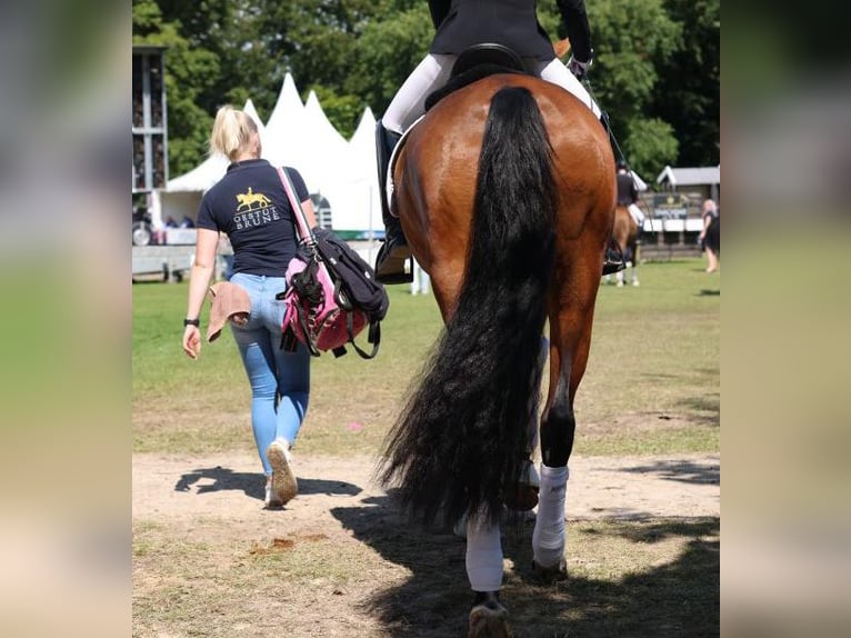 Se busca cuidador de caballos (h/m/d)