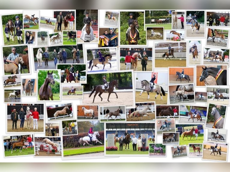 Tiempo completo/ parcial - Preparadora/preparador y trabajadora/trabajador de establo