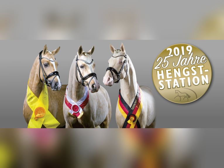 Verstärkung, Pferdepfleger (m/w) fürs Team der Hengststation AT Schurf, 50181 Bedburg