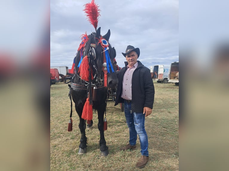 Pferdepflegerhelfer, Stallhilfe und Hofarbeiter mit Referenzen sucht Arbeit