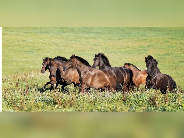 Profesión soñada: Criador de caballos