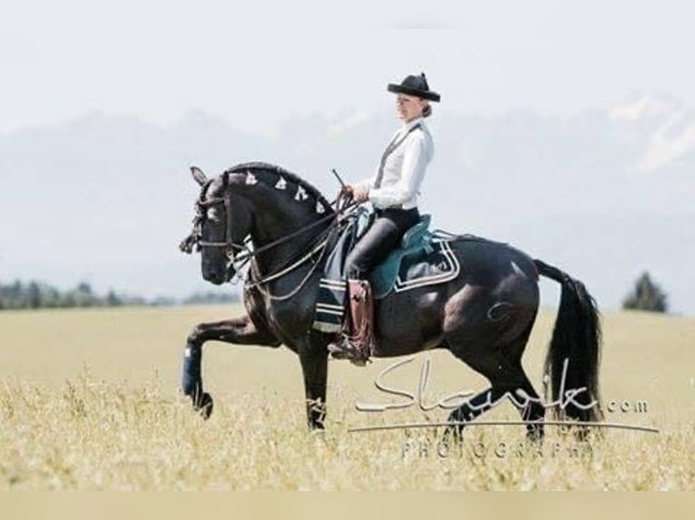 Profesión soñada: Criador de caballos