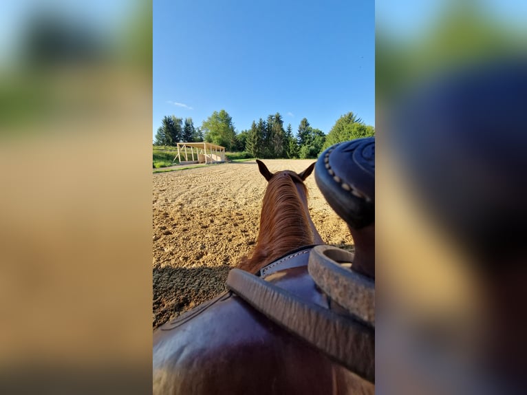 Puesto de prácticas disponible inmediatamente