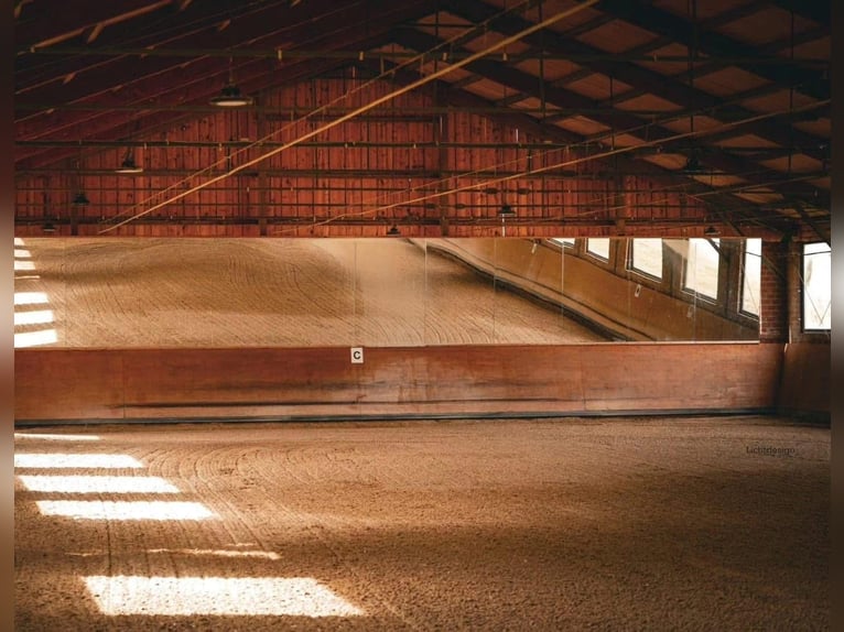 Teilzeit oder Vollzeitmitarbeiter (m/w/d) für unseren Dressurstall nach 50259 Pulheim Nähe Köln 