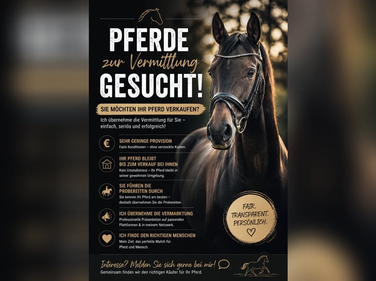 ¡Buscamos caballos para su colocación!