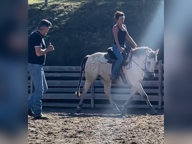 Western Training & Western Lessons