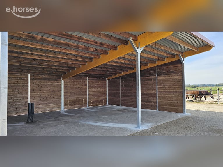 Comprar un establo de libre circulación para caballos: construir un establo abierto, buscar un refug
