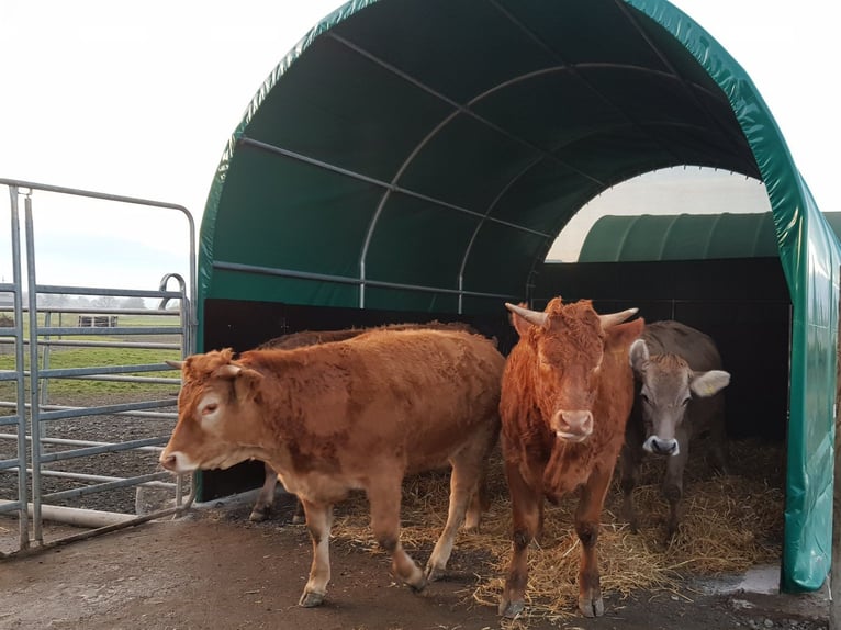 Lona de acción con 900 g/m² - Carpa para pasto, refugio para caballos, tienda de almacenamiento, tie